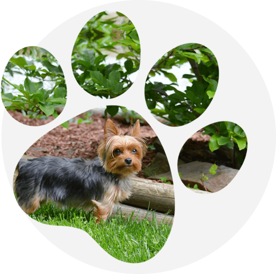 Yorkshire Terrier dog