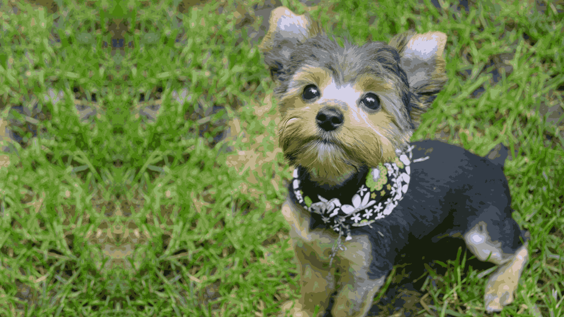 Yorkshire Terrier Pet