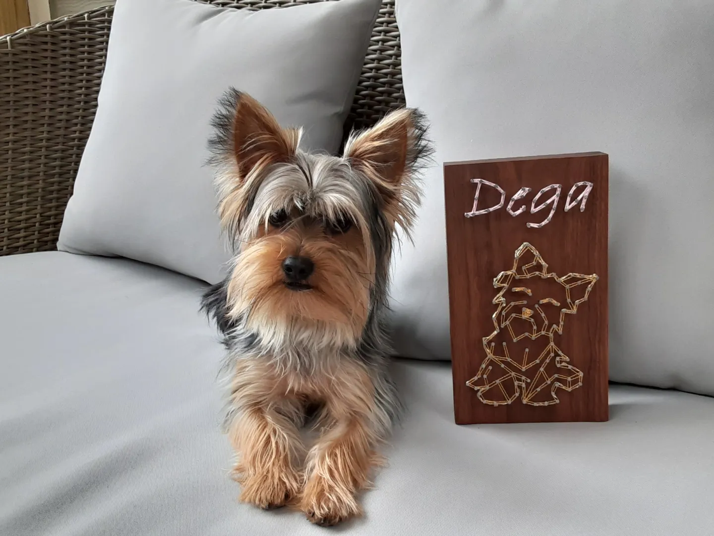 A Dog sitting on a Grey Couch with an Artwork Beside it