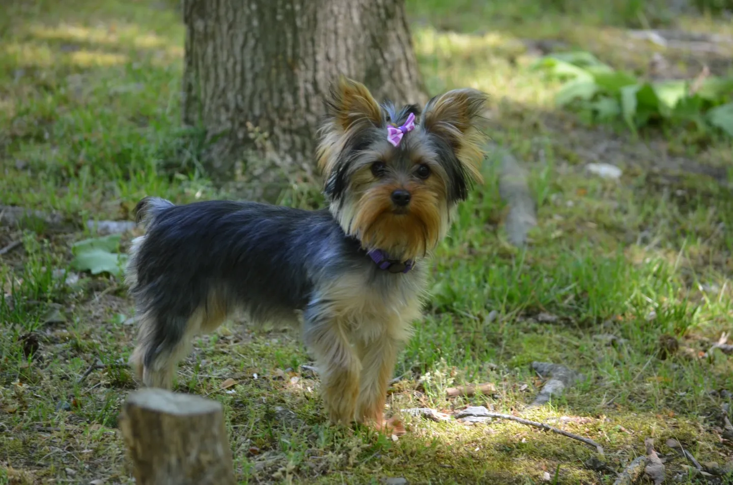 HUNTER'S CREEK KENNEL