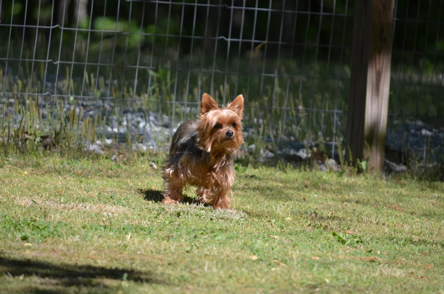 HUNTER'S CREEK KENNEL